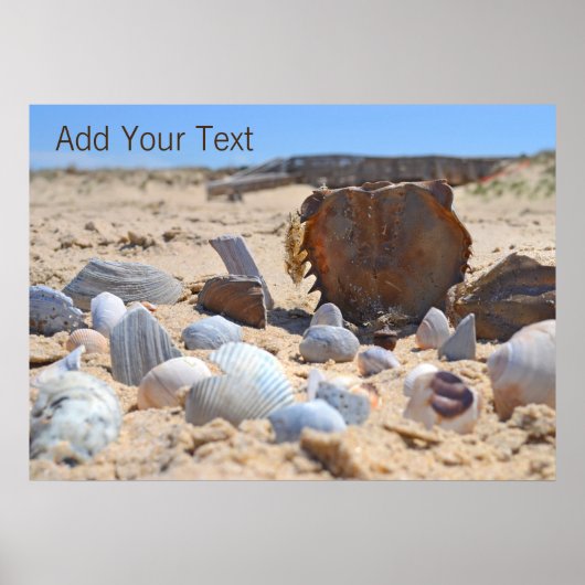 Seashells am Strand von Shirley Taylor Poster (Vorne)
