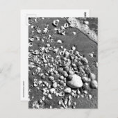 Seashells Beach Black & White Florida Foto Postkarte (Vorne/Hinten)