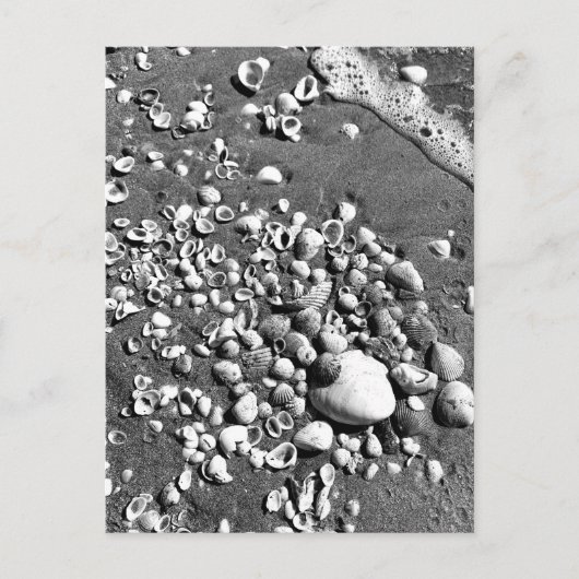Seashells Beach Black & White Florida Foto Postkarte (Vorderseite)
