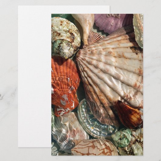Seashells Briefpapier (Vorne/Hinten)