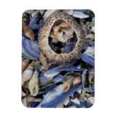 Seashells, Cape Town, Western Cape Magnet (Vertikal)