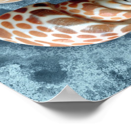 Seashells Collection Poster (Ecke)