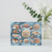Seashells Collection Postkarte (Stehend Vorderseite)