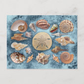 Seashells Collection Postkarte (Vorderseite)