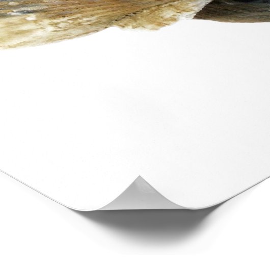 Seashells Fine Art Fotografy Poster (Ecke)