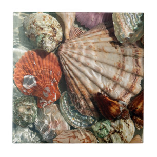 Seashells Fliese