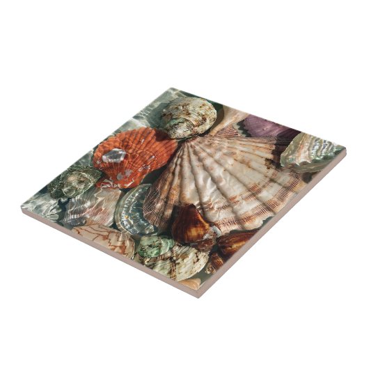 Seashells Fliese (Seite)