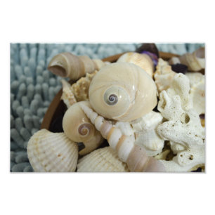 Seashells! Fotodruck
