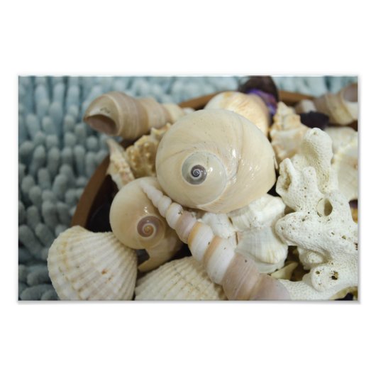 Seashells ! fotodruck (Vorne)