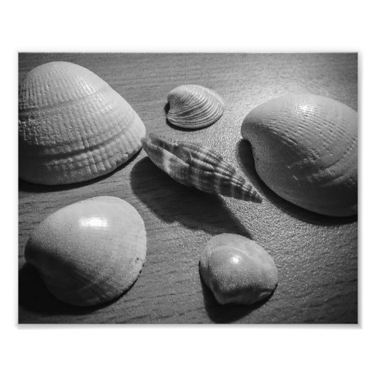Seashells Fotodruck (Vorne)
