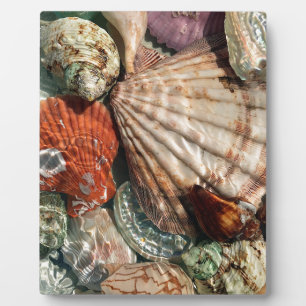 Seashells Fotoplatte