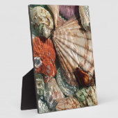 Seashells Fotoplatte (Seite)