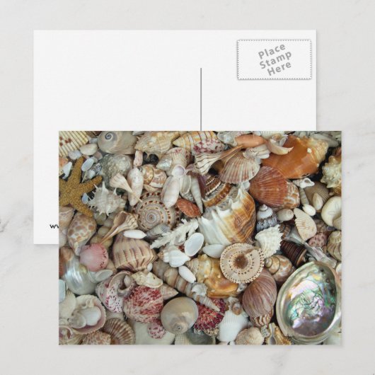 Seashells Galore Postkarte (Vorne/Hinten)
