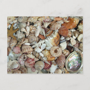 Seashells Galore Postkarte