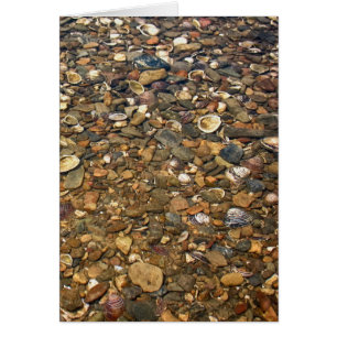 Seashells im klaren Nebenfluss