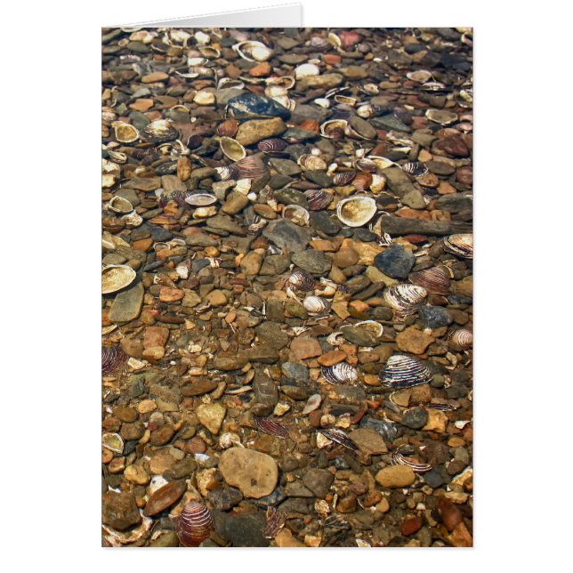 Seashells im klaren Nebenfluss (Vorne)