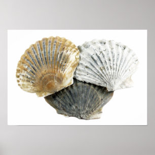 Seashells-Kunst-Fotografie-Plakat Poster