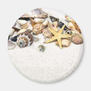 Seashells Magnet