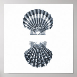 Seashells Meereswelt Group12A print#4 Stranddekora Poster