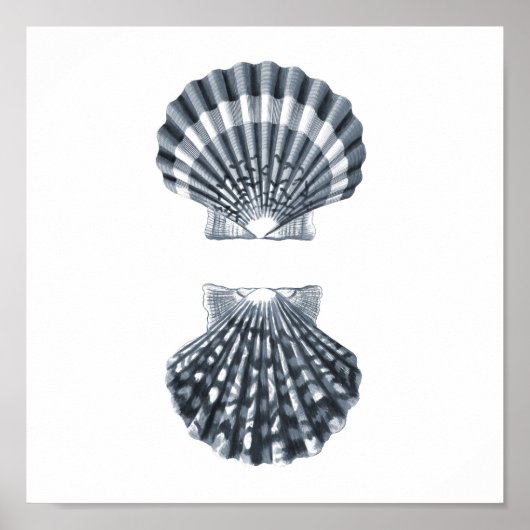 Seashells Meereswelt Group12A print#4 Stranddekora Poster (Vorne)