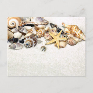 Seashells Postcard Postkarte