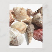 Seashells Postcard Postkarte (Vorderseite)