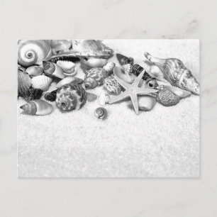 Seashells Postcard Postkarte