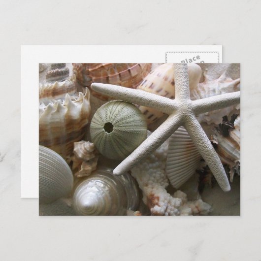 Seashells Postcard Postkarte (Vorne/Hinten)