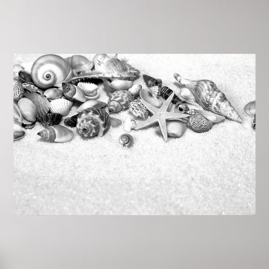 Seashells Poster (Vorne)