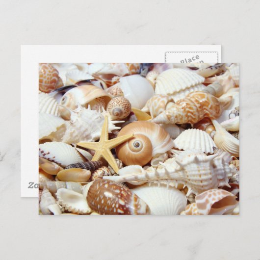 Seashells Postkarte (Vorne/Hinten)