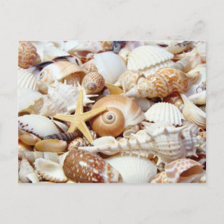 Seashells Postkarte
