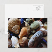Seashells Postkarte (Vorne/Hinten)
