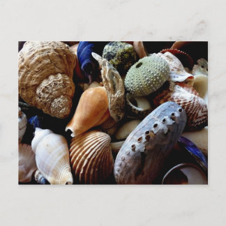 Seashells Postkarte