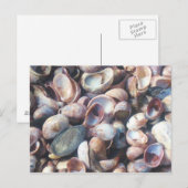 Seashells Postkarte (Vorne/Hinten)