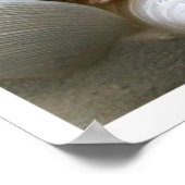 Seashells Print Poster (Ecke)