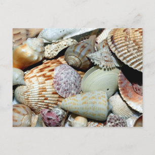 Seashells sammelte sich vom Strand Sanibel Island  Postkarte