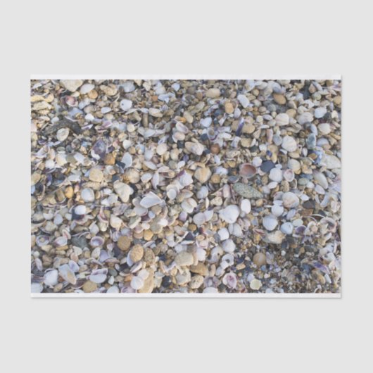 Seashells Seidenpapier (Vorderseite)