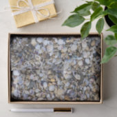 Seashells Seidenpapier (Geschenk)