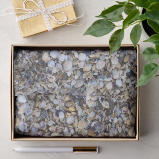 Seashells Seidenpapier (Geschenk)