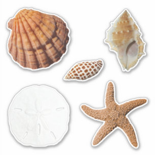 Seashells Starfish Sand Dollar Junonia Lions Paw Aufkleber