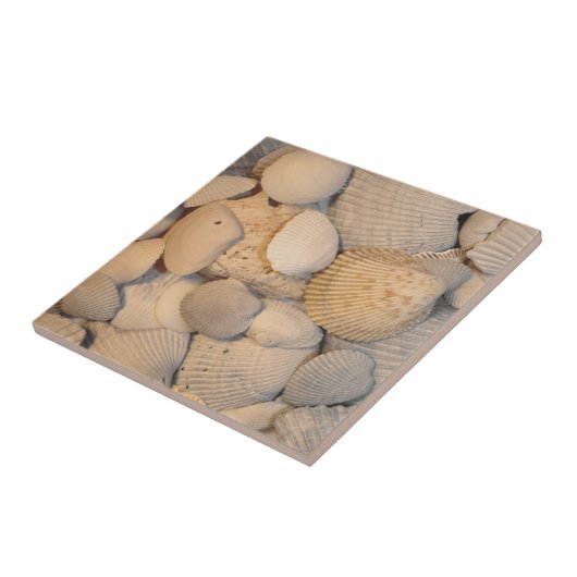 Seashells Tile Fliese (Seite)