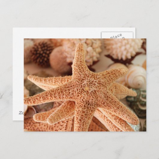 Seashells zum verkauf Zihuatanejo, Mexiko Postkarte (Vorne/Hinten)