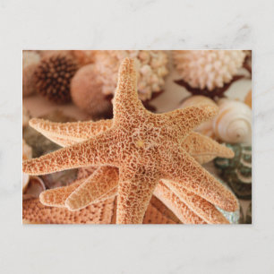 Seashells zum verkauf Zihuatanejo, Mexiko Postkarte