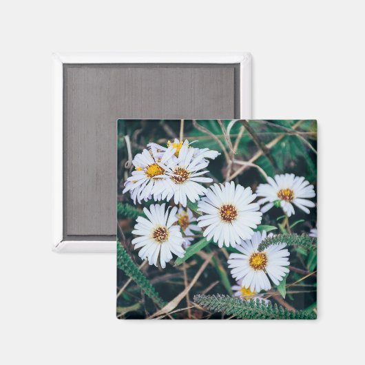 Seaside Daisies | Magnet (Vorderseite/Rückseite)