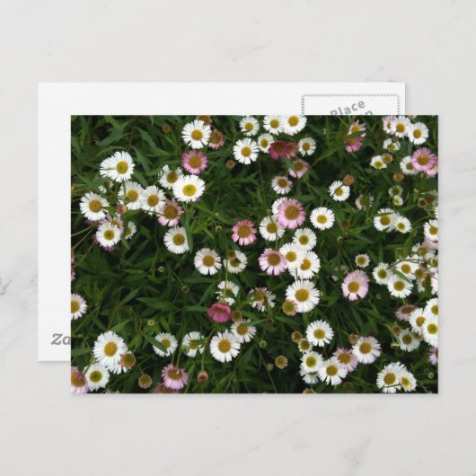 Seaside Daisies Postkarte (Vorne/Hinten)