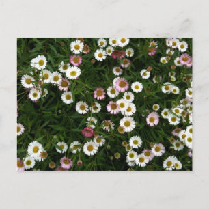 Seaside Daisies Postkarte