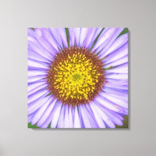 Seaside Daisy Leinwanddruck (Vorderseite)