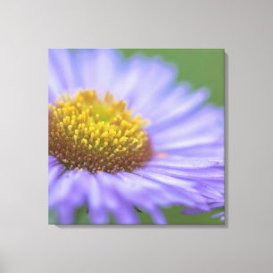 Seaside Daisy Leinwanddruck