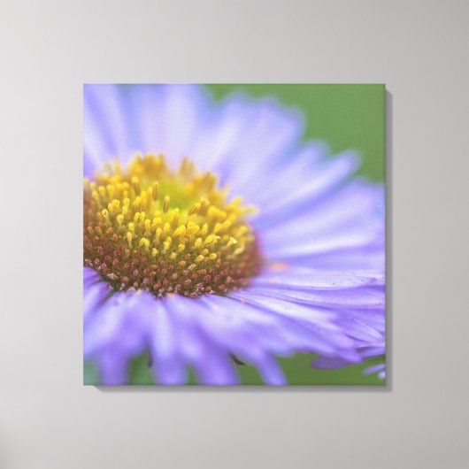 Seaside Daisy Leinwanddruck (Vorderseite)