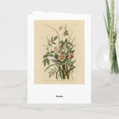 Seaside Finch (Sparrow) Audubons Vögel of America Karte (Rückseite)